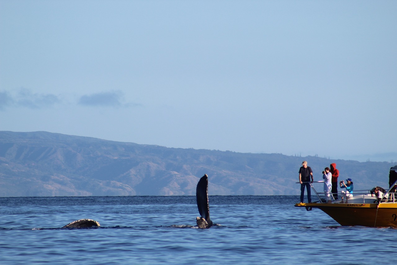 The Ultimate Guide to Whale Watching in Monterey Bay